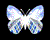 Papilio nobilis m