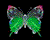 Papilio plagiatus andreuis m