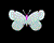 Papilio constantinus m