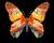 Papilio andreuis m